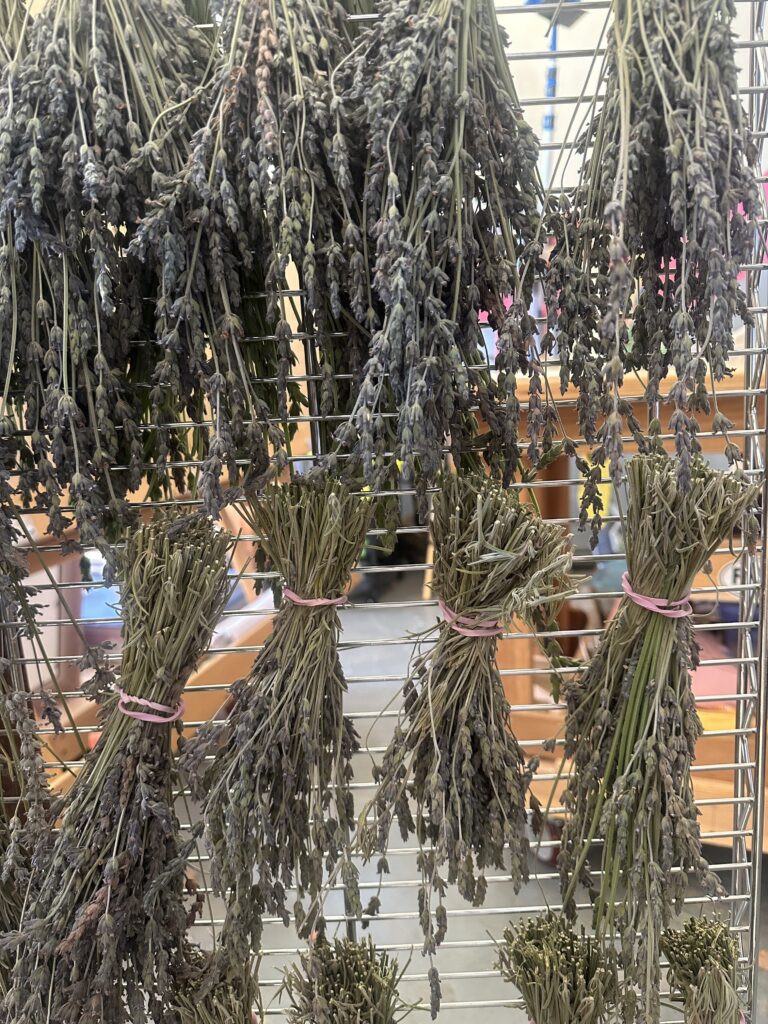 dried lavender hanging upside down