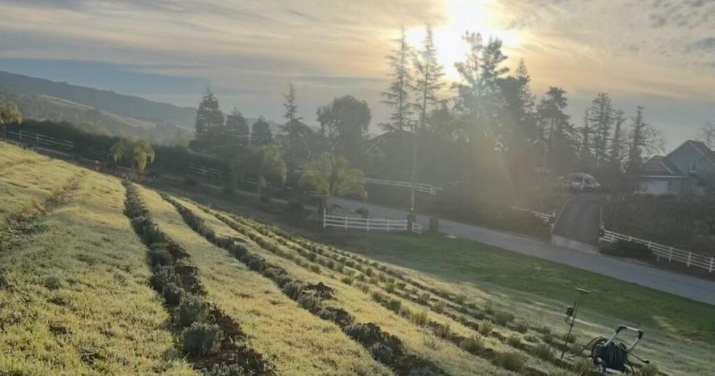 sunrise over lavender field